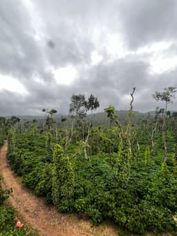 Chikmagalur Travel Guide: Misty Hills & Coffee Country ☕ story thumbnail