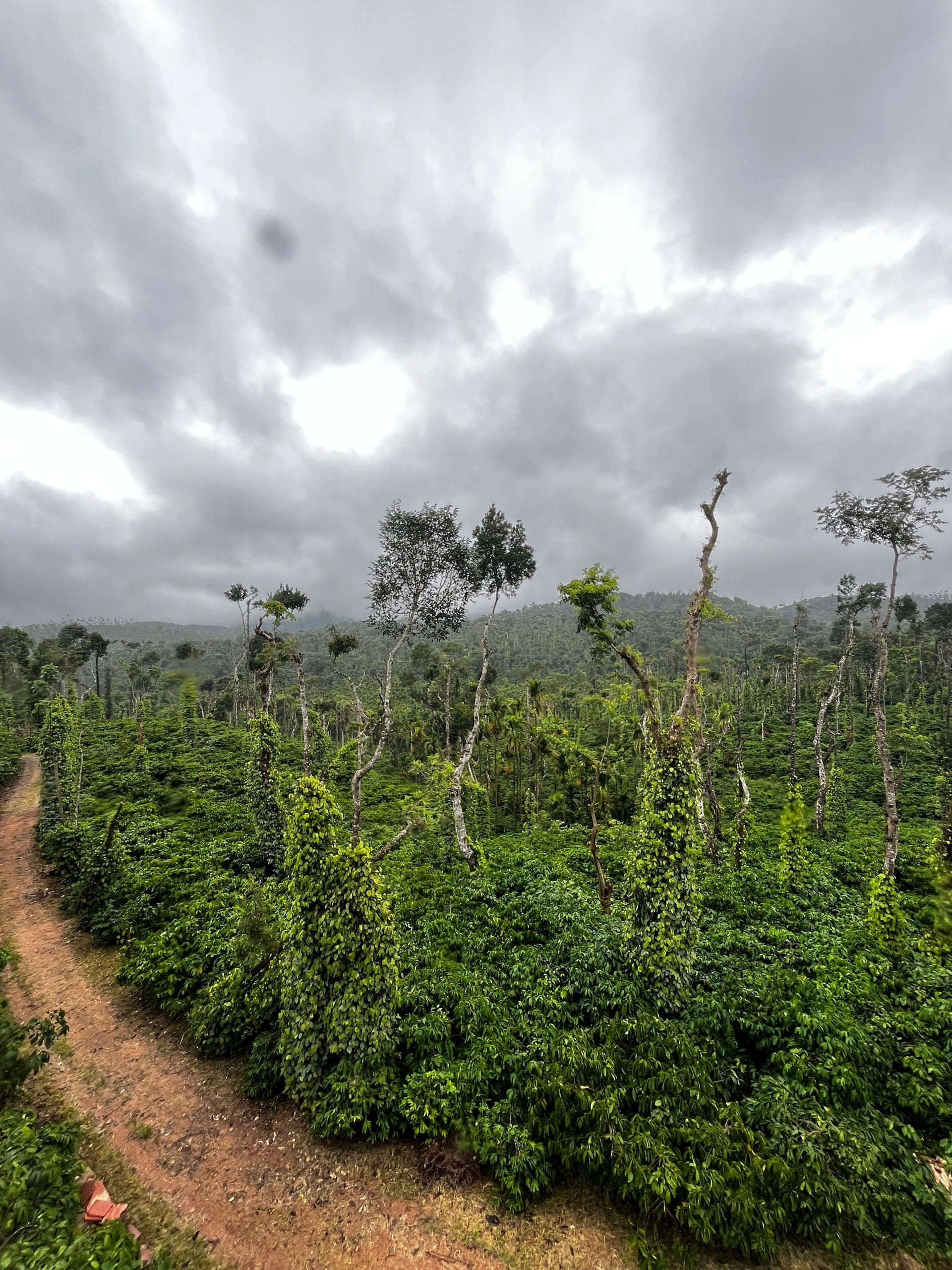 Chickmagalur trip hero image